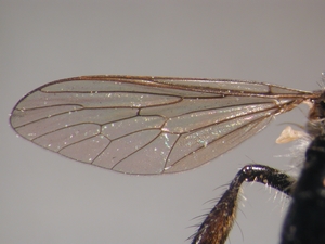 Holopogon fumipennis: Flügel