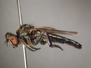 Holopogon nigripennis: lateral