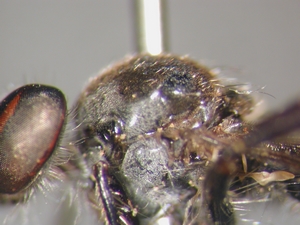 Holopogon nigripennis: Thorax lateral