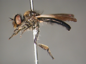 Holopogon nigripennis: lateral