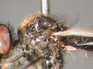 Holopogon nigripennis - Thorax - lateral