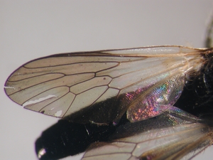 Holopogon nigripennis: Flügel