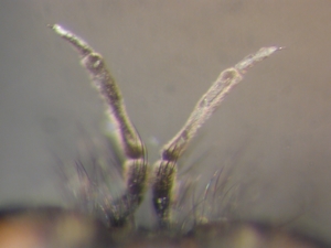 Lasiopogon cinctus - Antenne
