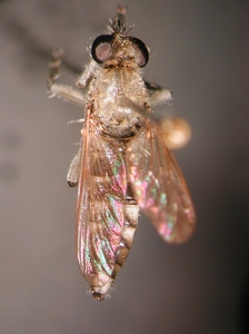 Stichopogon albofasciatus - dorsal