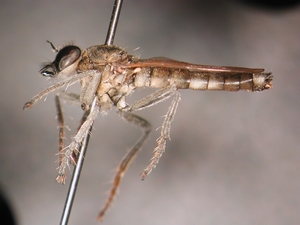 Stichopogon albofasciatus - lateral