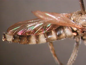 Stichopogon albofasciatus - Abdomen - lateral