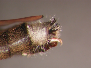 Stichopogon albofasciatus - Ovipositor - lateral
