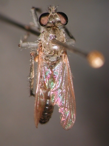 Stichopogon albofasciatus - dorsal