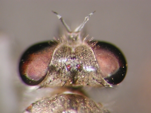 Stichopogon albofasciatus - Kopf - dorsal