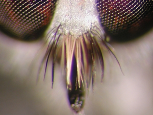 Stichopogon albofasciatus - Mystax - frontal