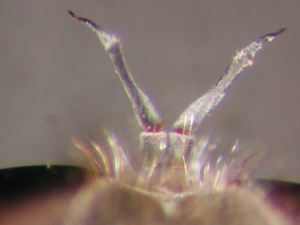 Stichopogon albofasciatus - Antenna