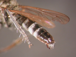Stichopogon albofasciatus - Abdomen - dorsolateral