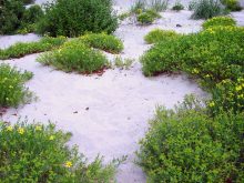 open sand soil