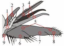 Fig. 2: Mouthparts
