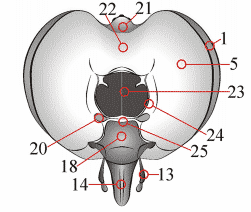 Fig. 1: Head, posterior