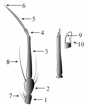 Fig. 3: Antenne