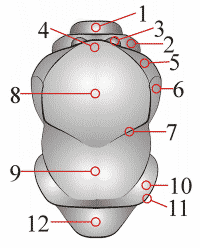 Fig. 4: Thorax, dorsal