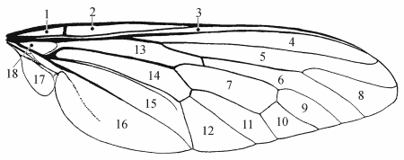 Fig. 7: Wing, cells
