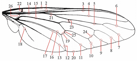 Fig. 8: Wing, veins