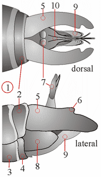 Fig. 12: Männliche Genitalien, dorsal und lateral