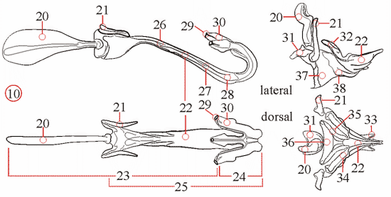 Fig. 14: Male genitalia, aedeagus