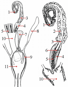 Fig. 16: Female genitalia, spermatheca