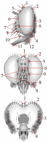 Fig. 17: Chaetotaxy - head