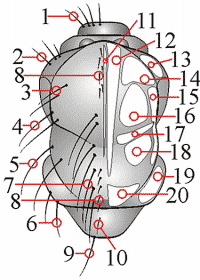 Fig. 18: Behaarung und Bestäubung - Thorax - dorsal