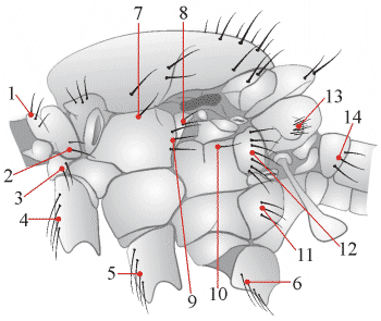 Fig. 19: Chaetotaxy - thorax - lateral