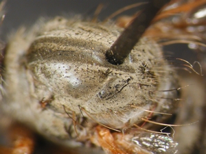 Aneomochtherus flavicornis - Thorax - dorsal