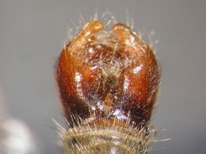 Aneomochtherus flavicornis - Hypopygium - dorsal