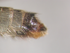 Antipalus varipes - Ovipositor - lateral