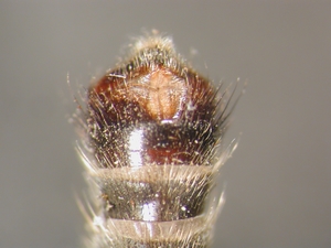 Antipalus varipes - Ovipositor - ventral