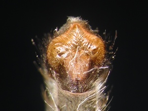 Antipalus varipes - Ovipositor - dorsal
