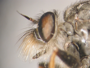 Antipalus varipes - head - lateral