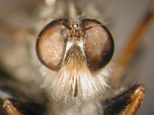 Antipalus varipes - head - frontal