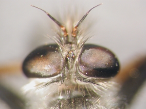 Antipalus varipes - head - dorsal