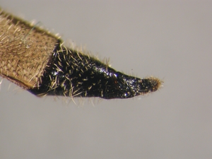 Antiphrisson trifarius - Ovipositor - lateral