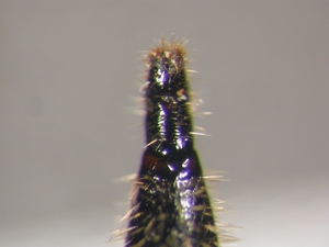 Antiphrisson trifarius - Ovipositor - dorsal