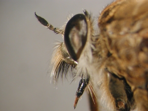 Antiphrisson trifarius - head - lateral