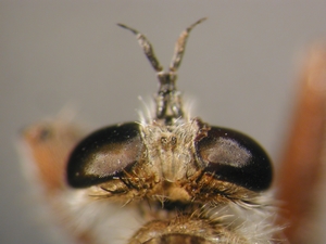 Antiphrisson trifarius - head - dorsal