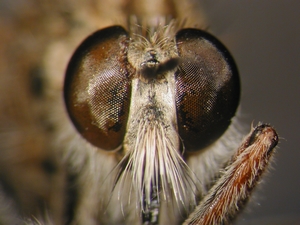 Antiphrisson trifarius - head - frontal