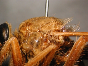 Asilus crabroniformis - Thorax - lateral