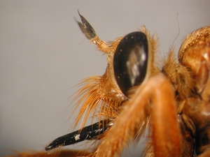 Fig. 14: Asilus crabroniformis: Head lateral
