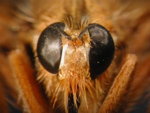 Asilus crabroniformis - Kopf - frontal