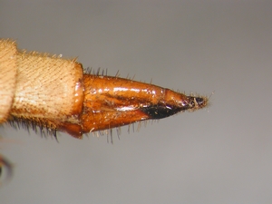 Asilus crabroniformis - Ovipositor - lateral