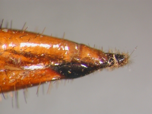 Asilus crabroniformis - Ovipositor - lateral