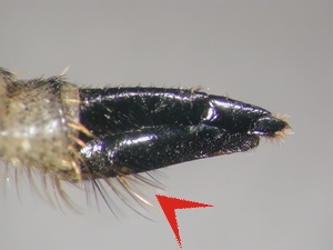 Fig. 4: Didysmachus picipes: Ovipositor lateral