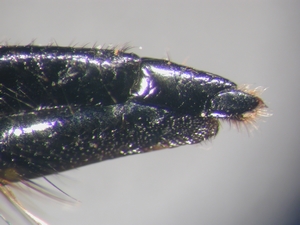 Fig. 43: Didysmachus picipes: Ovipositor lateral