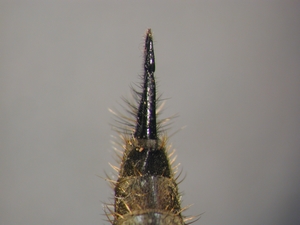 Fig. 42: Didysmachus picipes: Ovipositor dorsal